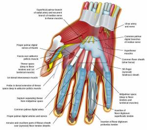 hand muscles